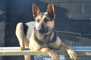 Elite Protection Dog Tazz HTE