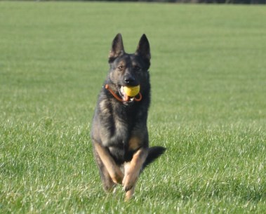 Elite Protection Dog Tristan