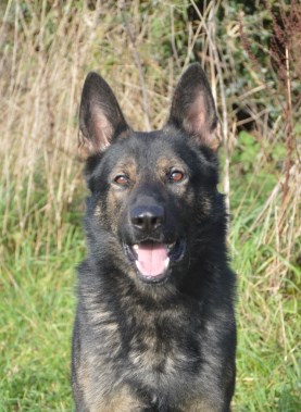 Elite Protection Dog Tristan