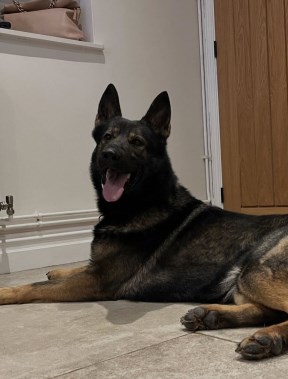 Elite Protection Dog Tristan