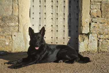 Elite Protection Dog Viko