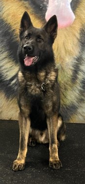 Elite Protection Dog Vince HTE