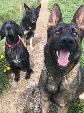 Elite Protection Dog Voldy with some doggy mates