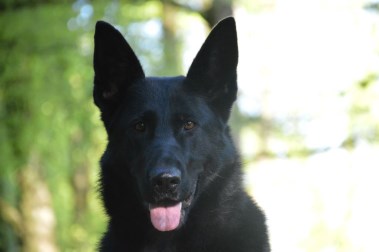 Elite Protection Dog Xania