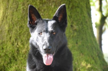 Elite Protection Dog Xania 