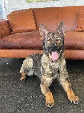 Elite Protection Dog Kiera