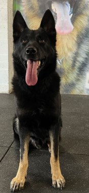 Elite Protection Dog Drago