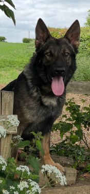 Elite Protection Dog York