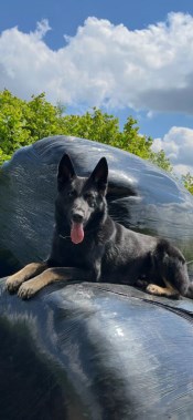 Elite Protection Dog Drago