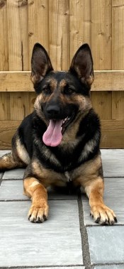 Elite Protection Dog Nova
