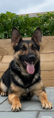 Elite Protection Dog Nova