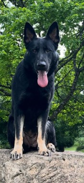 Elite Protection Dog Lucy