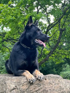 Elite Protection Dog Lucy