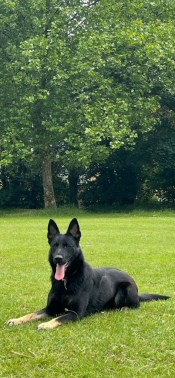 Elite Protection Dog Lucy