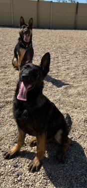 Elite Protection Dog Togo Puppy