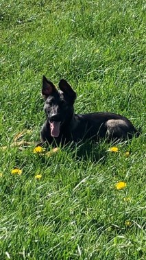Elite Protection Dog Togo Puppy