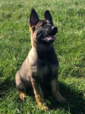 Elite Protection Dog Bear (Puppy)
