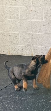 Elite Protection Dog Togo Puppy