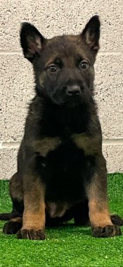 Elite Protection Dog Hera 8 weeks
