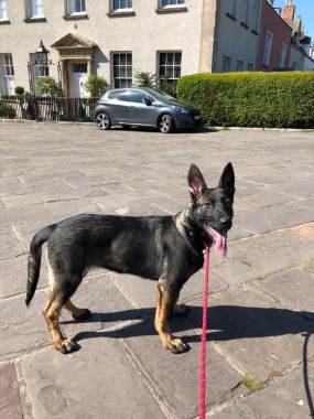 Elite Protection Dog Hera