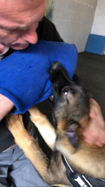Elite Protection Dog Bear (Puppy)