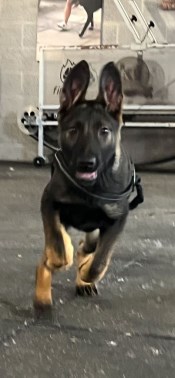 Elite Protection Dog Hera 12 weeks