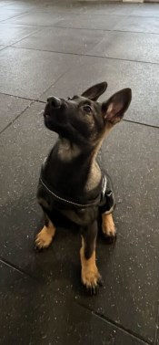 Elite Protection Dog Hera 12 weeks