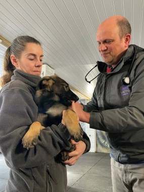 Blade at 10 weeks 2nd vaccine from the vet