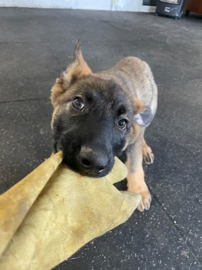 Elite Protection Dog Bear (Puppy)