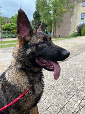 Elite Protection Dog Bear (Puppy)