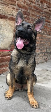 Elite Protection Dog Bear (Puppy)