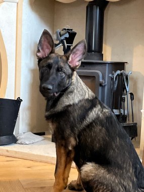 Protection Dog Blade at 6 months