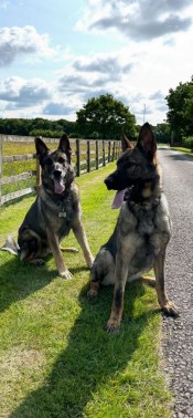 Elite Protection Dog Kiera