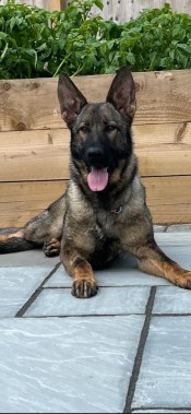 Elite Protection Dog Kiera