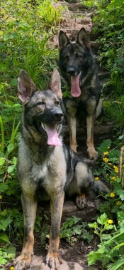 Elite Protection Dog Kiera