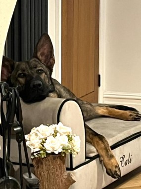 Elite Protection Dog Kiera