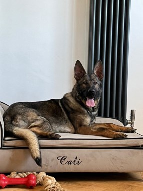 Elite Protection Dog Kiera