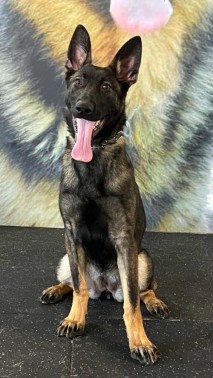 Elite Protection Dog Hera