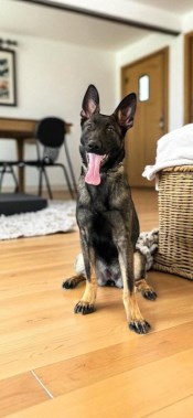 Elite Protection Dog Hera