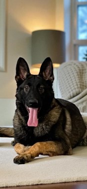 Elite Protection Dog Togo Puppy