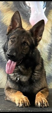 Elite Protection Dog York
