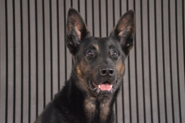 Elite Protection Dog Zek