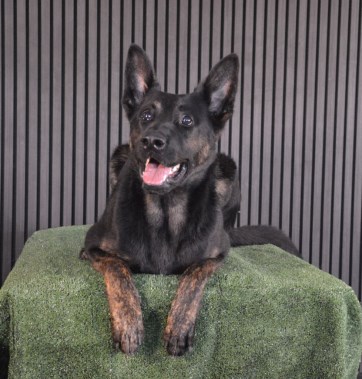 Elite Protection Dog Zek