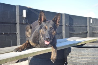 Elite Protection Dog Zek