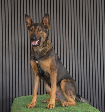 Elite Protection Dog Zen Chimera Level 1