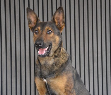 Elite Protection Dog Zen Chimera Level 1