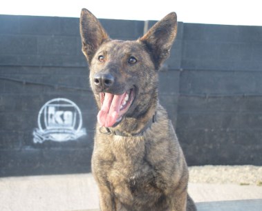 Elite Protection Dog Zizi 