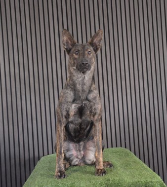 Elite Protection Dog Zizi