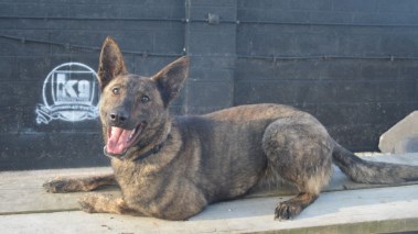 Elite Protection Dog Zizi 