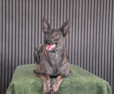 Elite Protection Dog Zizi